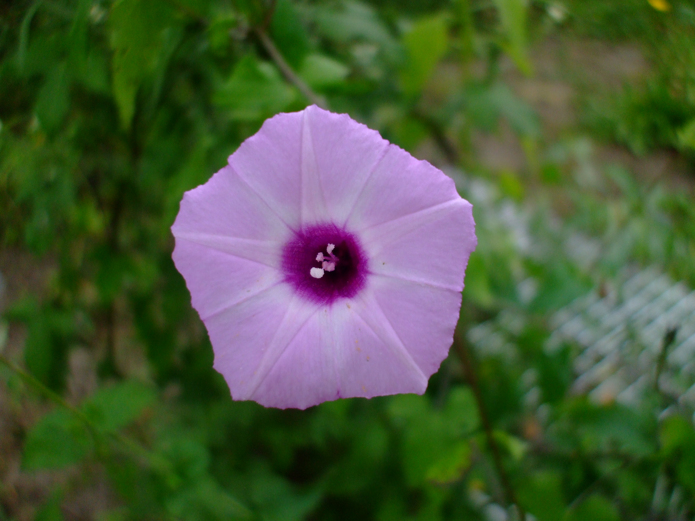 Ipomoea cordatotriloba